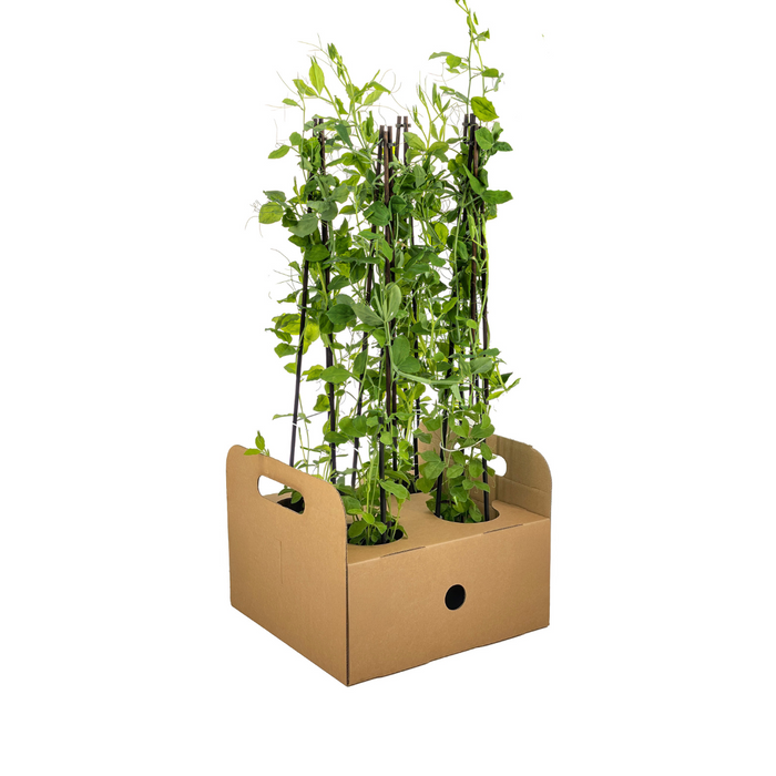 Lathyrus Odoratus - ↕60cm - Ø13 cm - 4x