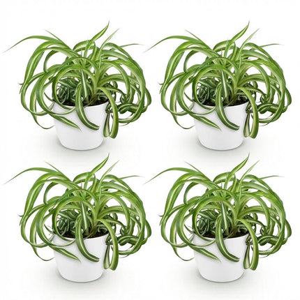 Chlorophytum comosum Bonnie - Krullende Graslelie - met witte plantenpotten- ↕20cm - Ø12cm - 4x