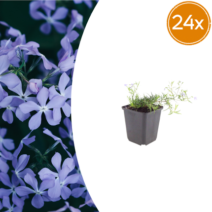 Phlox subulata 'Emerald Cushion Blue' - Krybende floks - ↕10-25cm - Ø9cm - 24x