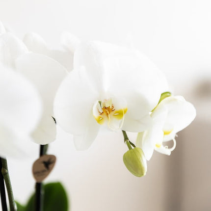 Kolibri Orchids | Witte Amabilis orchidee cadeauset - incl. giftbox, orchidee & sierpot - Ø9cm