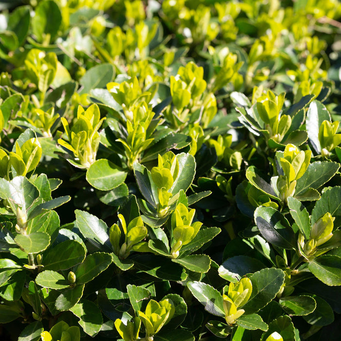 Haagplanten - Euonymus japonica Green Spire -  blad groen - 6 planten - 1 strekkende meter - groenblijvend - pot 17cm hoogte 40cm