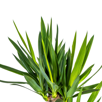 Yucca elephantipes mit Korb - ↕90-110 cm - Ø21 cm