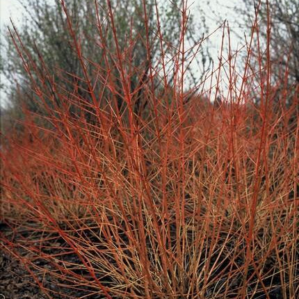 Cornus sanguinea 'Midwinter Fire' - Kornoelje - ↕10-25cm - Ø9cm - 24x