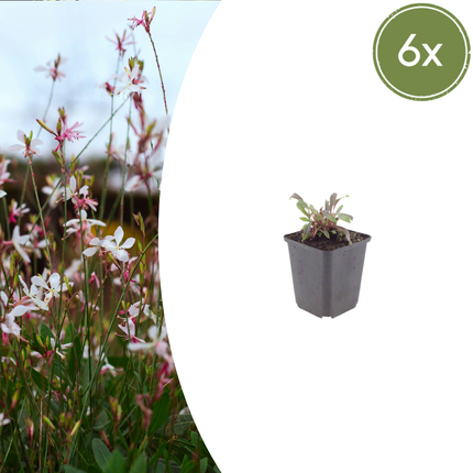 Bellissima candela - Gaura lindheimeri 'Siskiyou Pink' - ↕10-25cm - Ø9cm - 6x