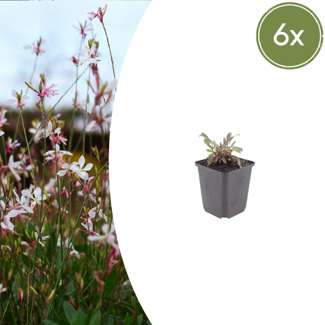 Prachtkaars - Gaura lindheimeri 'Siskiyou Pink' - ↕10-25cm - Ø9cm - 6x