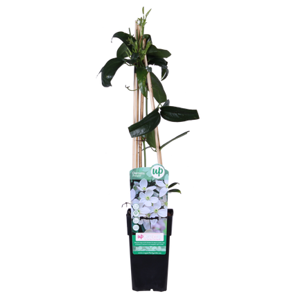 Clematis Armandii - Blanca - Clematis - ↕65cm - Ø15cm