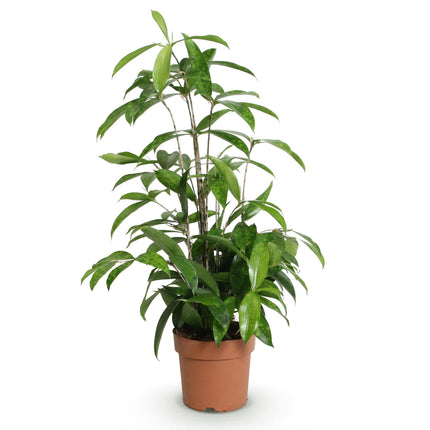 Dracaena surculosa - Drago - ↕60-70cm - Ø17cm