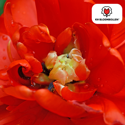 Bulbos de tulipán rojo espectacular – 20 unidades | KH Bloembollen® | Tulipán peonía rojo – Flor doble y de lujo – Para jardín o maceta – Tamaño 11/12 – ¡Directamente del productor!