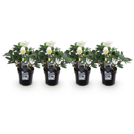 Kerstroos - Helleborus Christmas Carol  - Witte Bloem - Groenblijvend - ↕25cm - Ø10,5cm - 4x