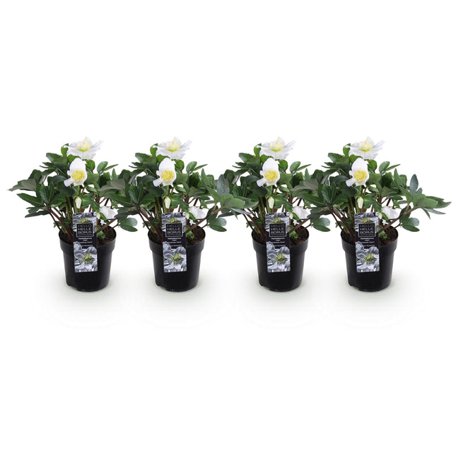 Christrose - Helleborus Christmas Carol - Weiße Blüte - Immergrün - ↕25cm - Ø10,5cm - 4x