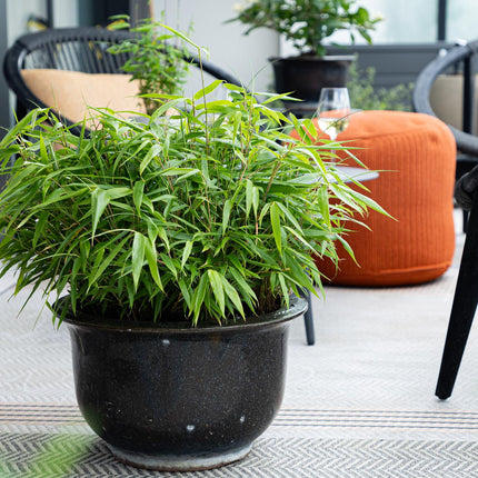 Bamboe - Fargesia robusta Pingwu - Niet Woekerend - Groen - ↕35cm - Ø14cm - 18x
