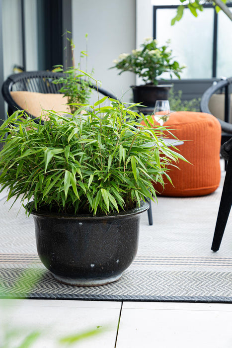Bamboe - Fargesia robusta Pingwu - Niet Woekerend - Groen - ↕35cm - Ø14cm - 18x