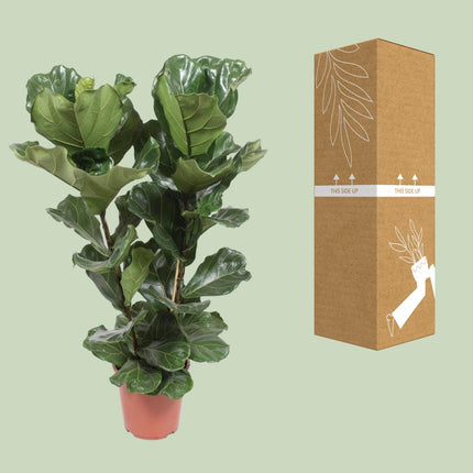 Ficus Lyrata - ↕100cm - Ø27cm