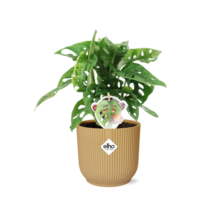 Monstera 'Monkey Leaf' in Gelb, elho Vibes Fold - ↕20-30cm - Ø14cm