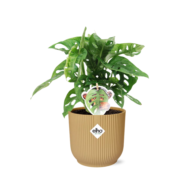 Monstera 'Monkey Leaf' in giallo elho Vibes Fold - ↕20-30cm - Ø14cm