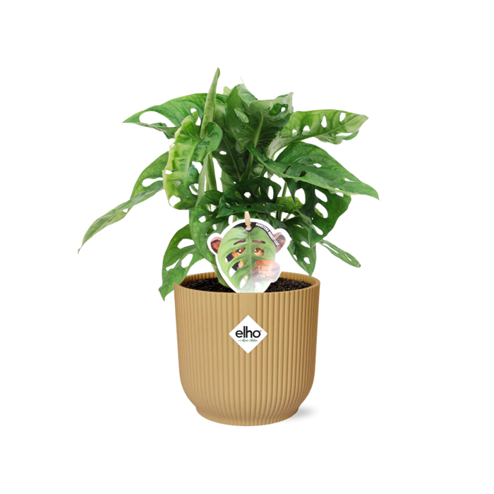 Monstera ‘Monkey Leaf’ in elho Vibes Fold Ø14cm geel
