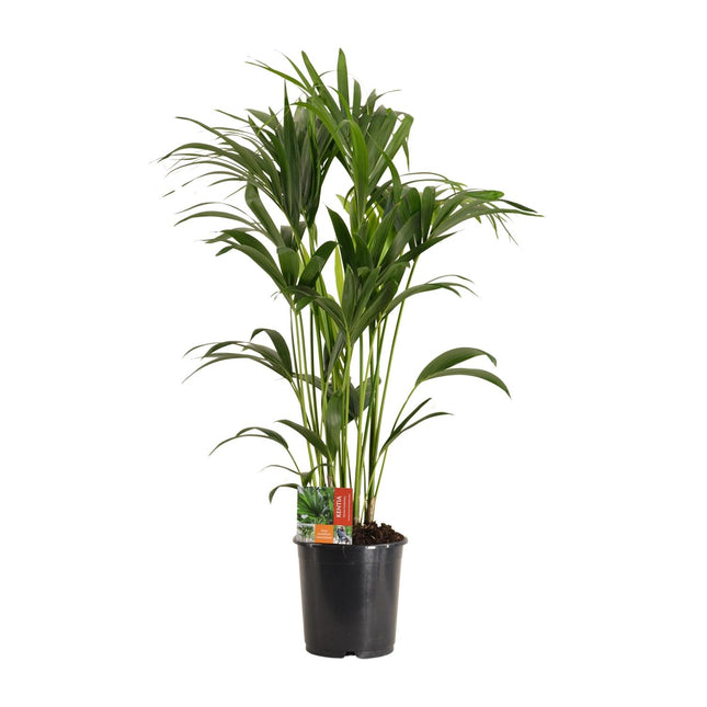 Howea Forsteriana - Palmier Kentia - ↕120cm - Ø24cm