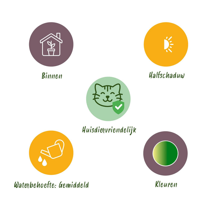 Chlorophytum comosum Variegatum - Bonte Graslelie - ↕20cm - Ø12cm