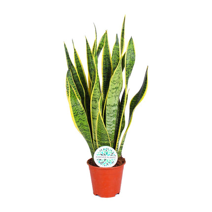 Sansevieria Trifasciata Laurentii - Vrouwentong - ↕50cm - Ø14cm