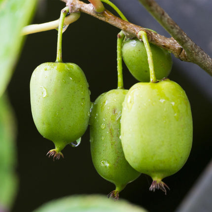 Kiwi plant - Actinidia arguta Issai - Green Fruit - 2 plants - Pot 11cm Height 40cm
