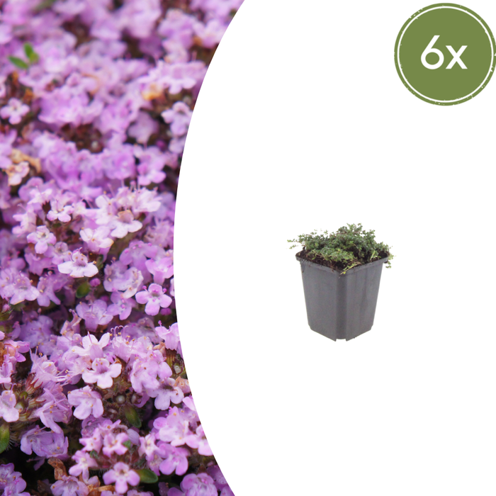 Thymus praecox 'Purple Beauty' - Kruiptijm - ↕10-25cm - Ø9cm - 6x