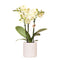 Blauwe Orchidee