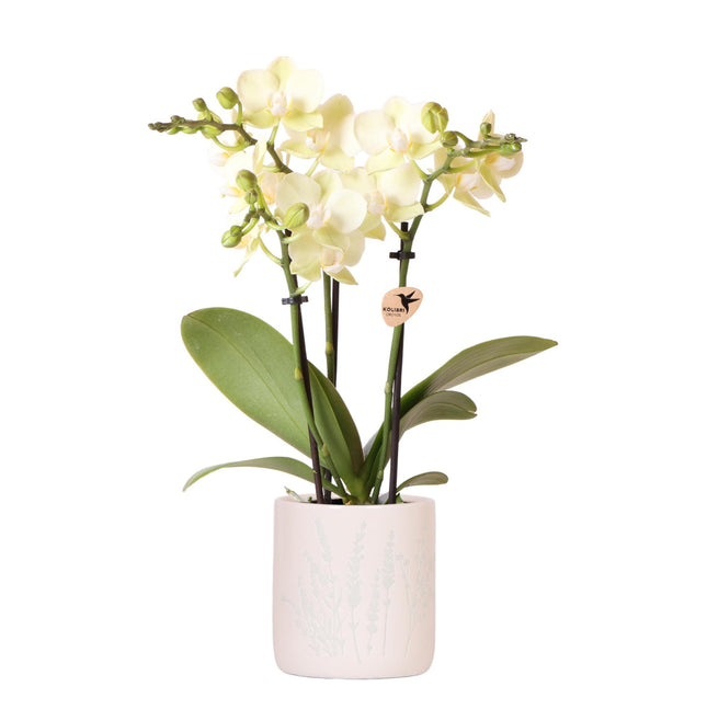 Vaso decorativo floreale azzurro con orchidea messicana gialla e fiori - Ø9cm