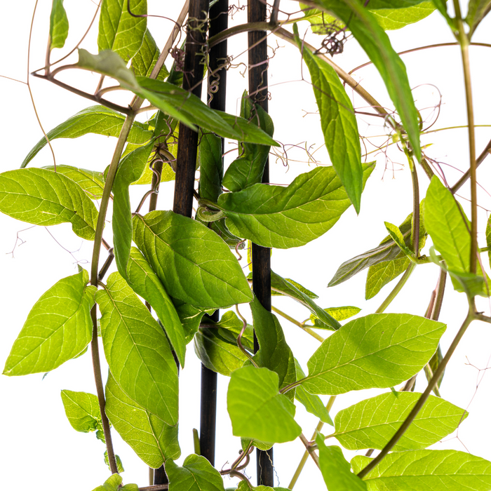 Cobea Scandens Violet Blue - ↕60cm - Ø13 cm - 4x