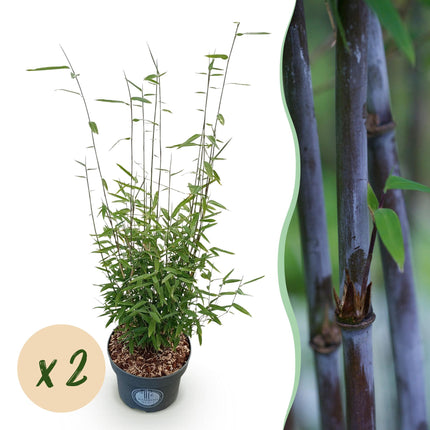 Fargesia nitida Black Dragon - Non-Invasive Bamboo - ↕80cm - Ø23cm - 2x
