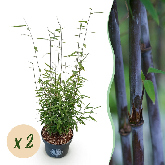 Fargesia nitida Black Dragon - Niet Woekerende Bamboe - ↕80cm - Ø23cm - 2x