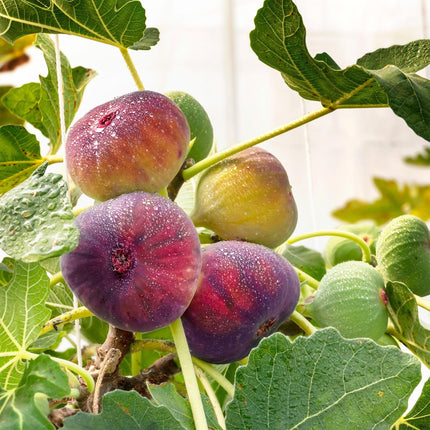 Ficus carica Rouge de Bordeaux - Higuera - Resistente - Fruto morado - 2 plantas - Maceta de 15 cm - Altura 50 cm