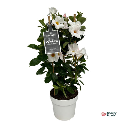 Mandevilla Sundaville White In Tower (Dipladenia) - Ø17cm - ↕55cm