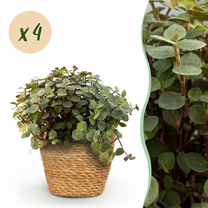 Callisia repens - Schildpadplant - met Mand - ↕15-20cm - Ø12cm - 4x