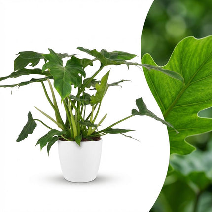 Philodendron Lacerum - met witte pot - ↕65cm - Ø19cm