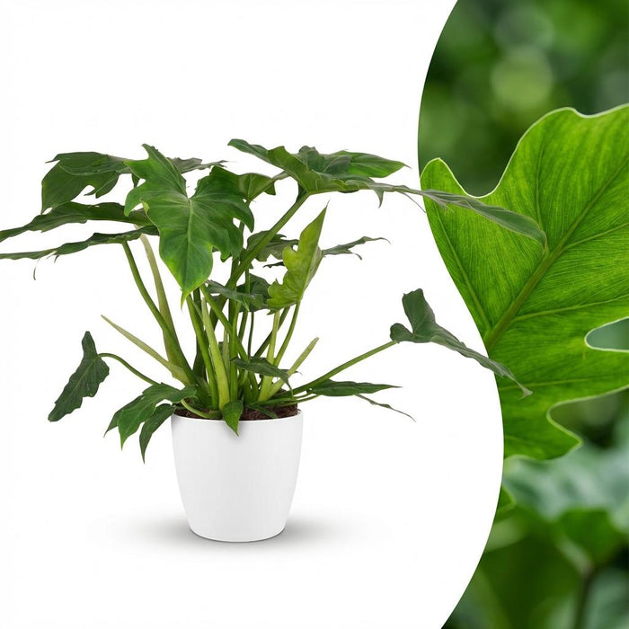 Philodendron Lacerum - met witte pot - ↕65cm - Ø19cm