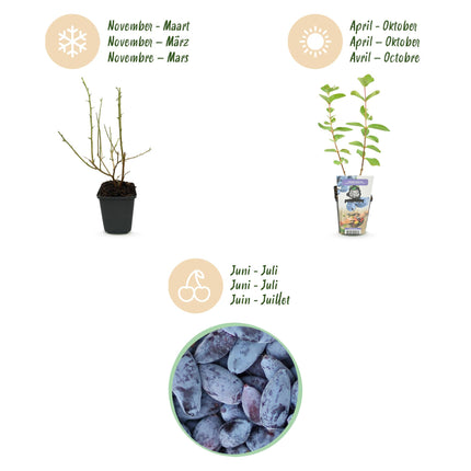 Jagoda kamczacka - Lonicera caerulea Kamtschatica - Mrozoodporna - 3 rośliny - doniczka 9 cm - Borówka