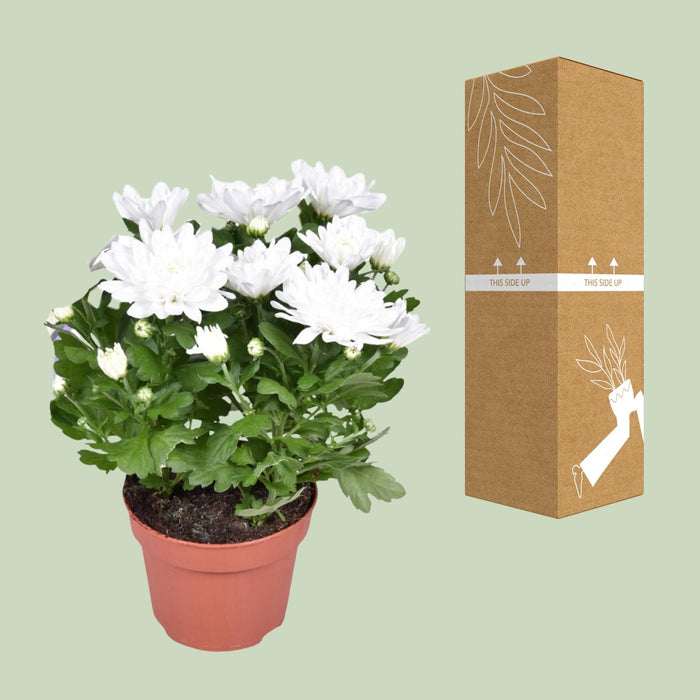 Chrysanthemum Brave - ↕26cm - Ø12cm
