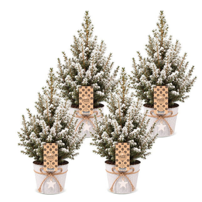 4x Picea glauca Conica - Kegelspar - Groen - Wit - Kerstboom - incl. zinken pot - Ø17cm - ↕65cm
