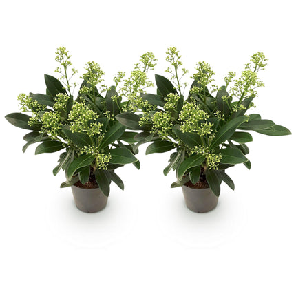 Skimmia Japonica Finchy - Flor blanca - Más de 10 flores - ↕25cm - Ø10.5cm - 2x