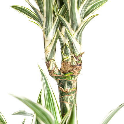 Dracaena Deremensis White Stripe met mand - ↕130-150cm - Ø24cm