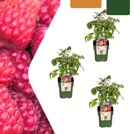 Rośliny malin ekologiczne - ↕20cm - Ø13cm - 3x