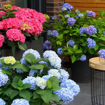 Hortensja Endles Summer Orginal Blue - Hortensja - Niebieska - ↕20-25cm - Ø14cm - 2x