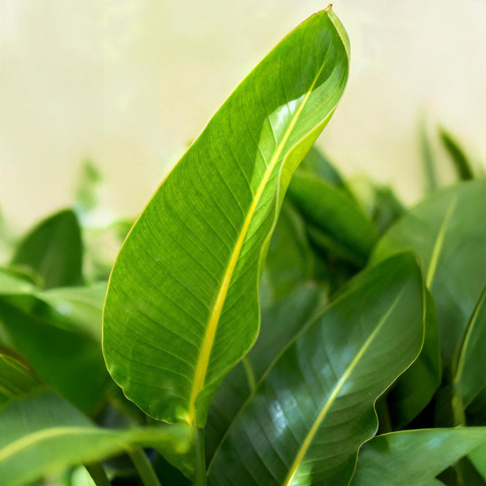 Strelitzia Nicolai - Paradijsvogelbloem - ↕70-90cm - Ø17cm