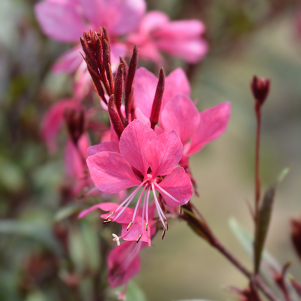 Bellissima candela - Gaura lindheimeri 'Siskiyou Pink' - ↕10-25cm - Ø9cm - 48x