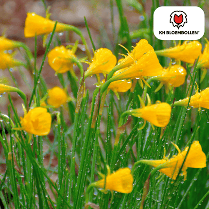 Clochettes dorées Narcisses 25 pièces