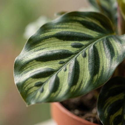 Calathea Makoyana - Pauwenplant - 2x - Pot 12cm - Hoogte 25cm