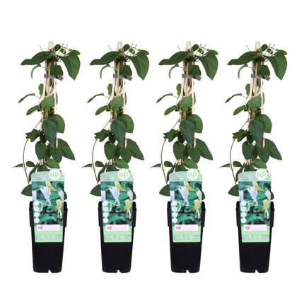 Lonicera Japonica 'Halliana' - Madreselva - ↕65cm - Ø15cm - 4x