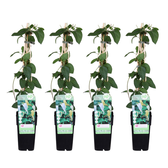 Lonicera Japonica 'Halliana' - Kamperfoelie - ↕65cm - Ø15cm - 4x