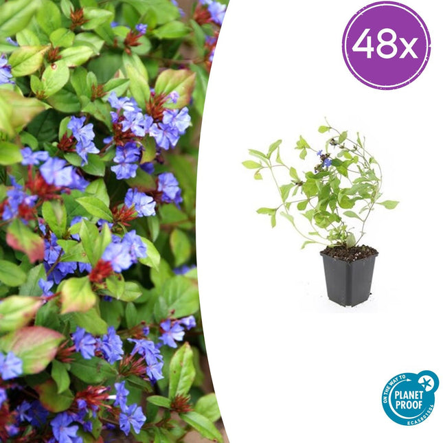 Ceratostigma plumbaginoides - Loodkruid - ↕10-25cm - Ø9cm - 48x