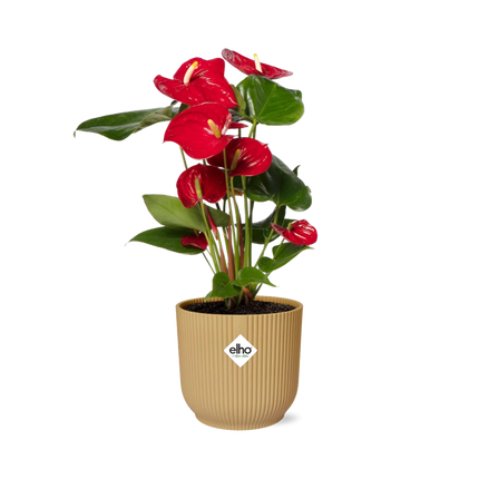 Anthurium Rosso Ø12cm - in giallo elho Vibes Fold Ø14cm